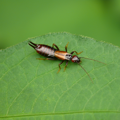 Earwig on a leaf