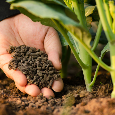 hand holding organic fertilizer