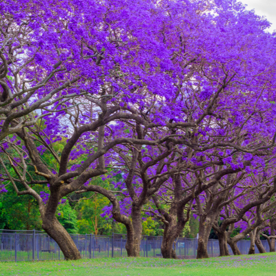 line of jacaranda trees