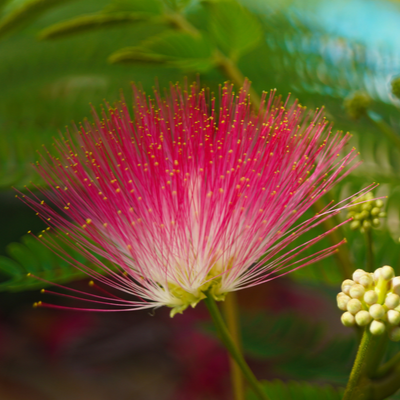 pink mimosa tree flower