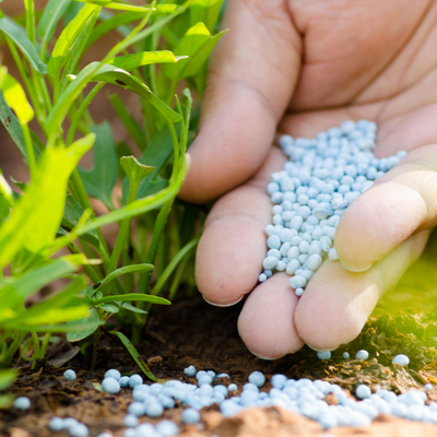 nitrogen fertilizer in hand